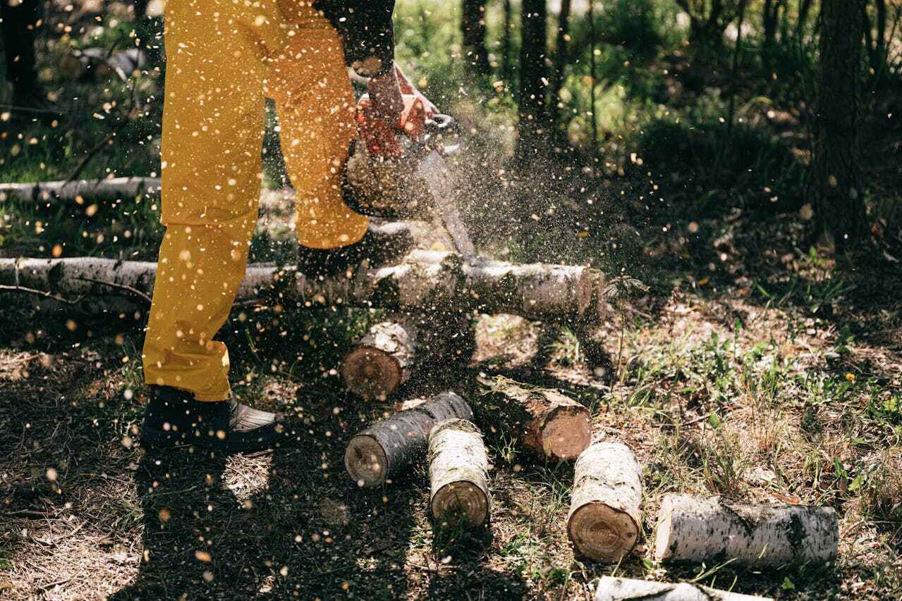 Best Tree Cutting Near Me  in USA